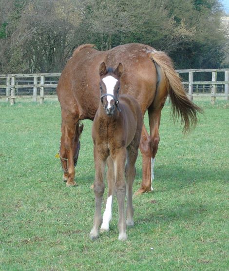 2022 bay filly by Kameko